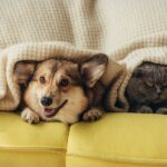 como funcionan los seguros para mascotas