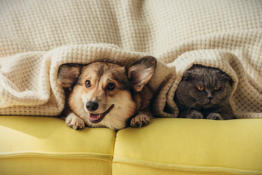 como funcionan los seguros para mascotas