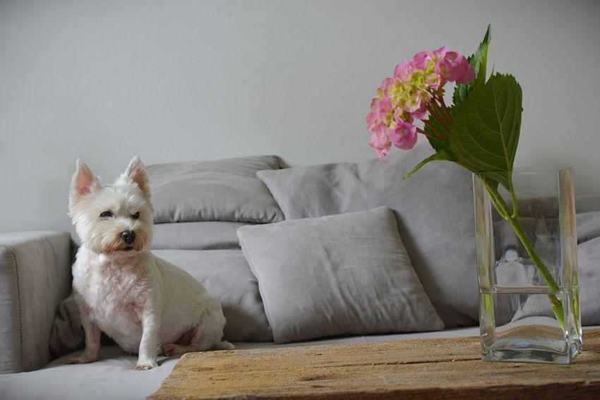 cobertura seguro de hogar basico