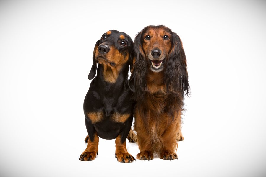 Seguro para mascotas