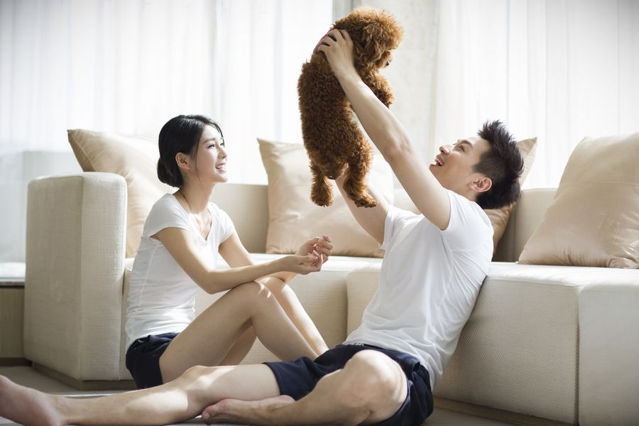 Seguro para mascotas