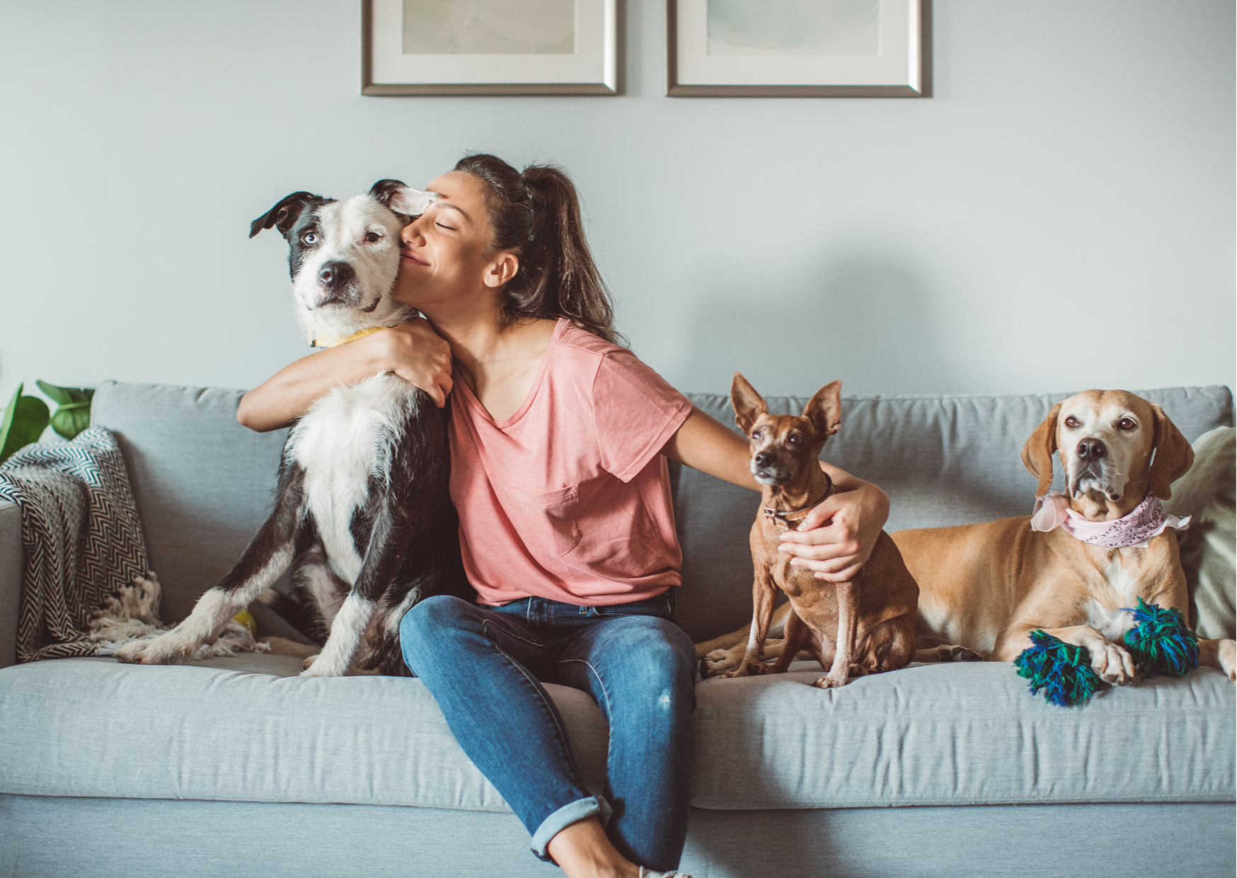 Seguro para mascotas