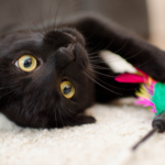 Seguros para mascotas